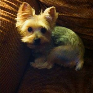 Meet your Posher, Carolyn